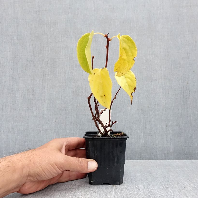 Exemplaar van Kiwibes - Actinidia arguta Domino (vrouwelijk) Pot van 10 cm/11 cm zoals geleverd in de herfst