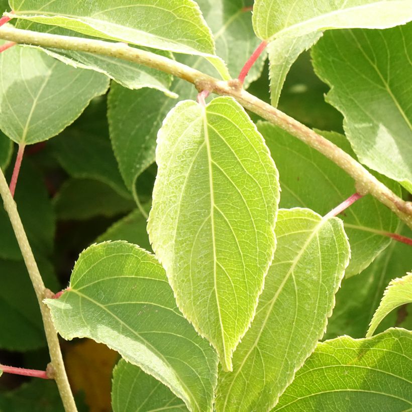 Kiwibes - Actinidia arguta Pink Jumbo (vrouwelijk) (Blad)