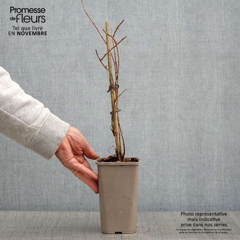 Exemplaar van Kiwibes - Actinidia arguta Pink Jumbo (vrouwelijk) Pot van 1,5 l/2 l zoals geleverd in de herfst