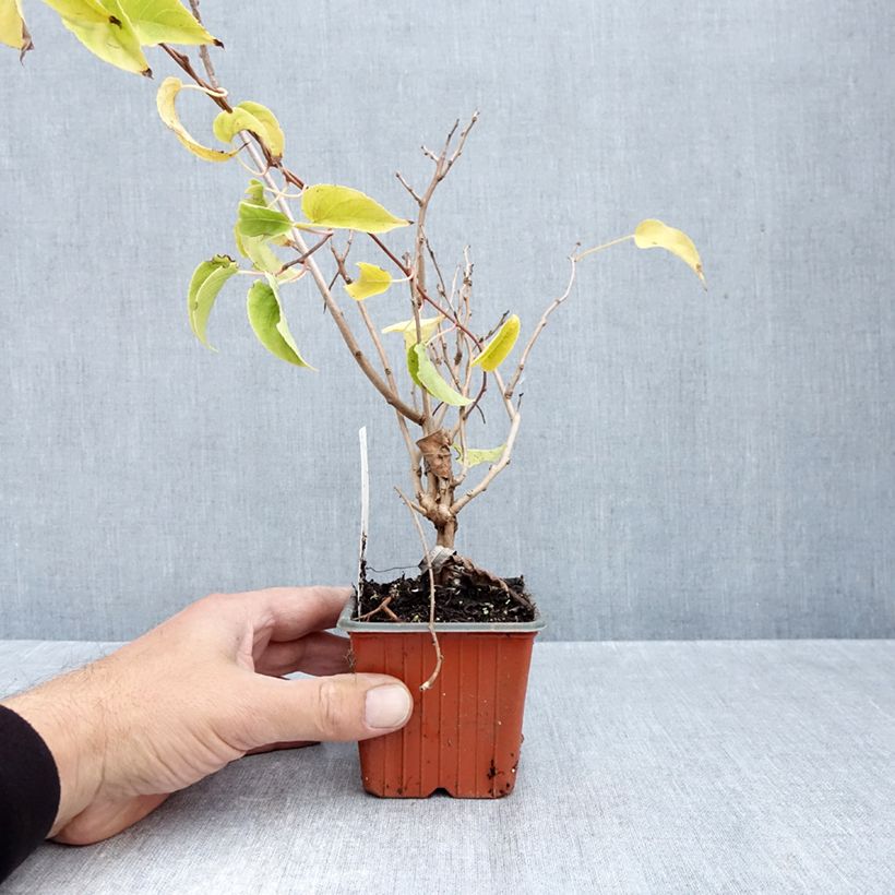 Exemplaar van Kiwibes - Actinidia arguta Geneva (vrouwelijk) Kweekpotje van 8/9 cm zoals geleverd in de herfst