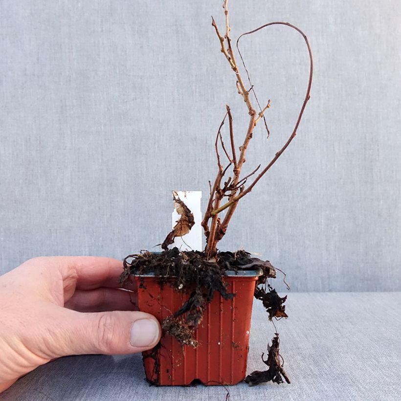 Exemplaar van Kiwi arguta Geneva (femelle) - Kiwaï - Actinidia arguta Godet de 8/9 cm zoals geleverd in de winter