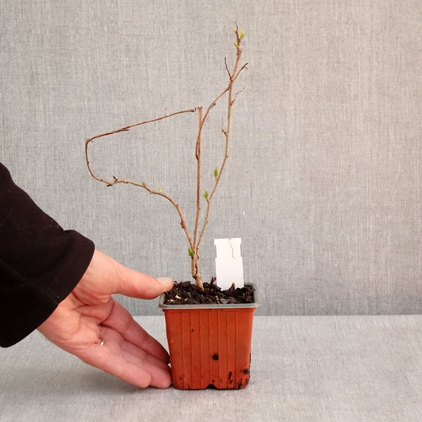 Example of Kiwibes - Actinidia arguta Geneva (vrouwelijk) Kweekpotje van 8/9 cm as you get in printemps