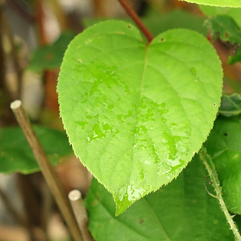 Kiwibes - Actinidia arguta Geneva (vrouwelijk) (Blad)