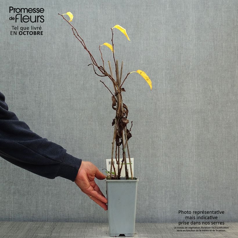 Exemplaar van Kiwibes - Actinidia arguta Issai Pot van 1,5 l/2 l zoals geleverd in de herfst