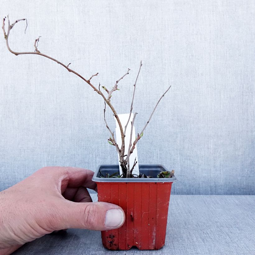 Example of Kiwibes - Actinidia arguta Ken's Red  (vrouwelijk) Kweekpotje van 8/9 cm as you get in printemps