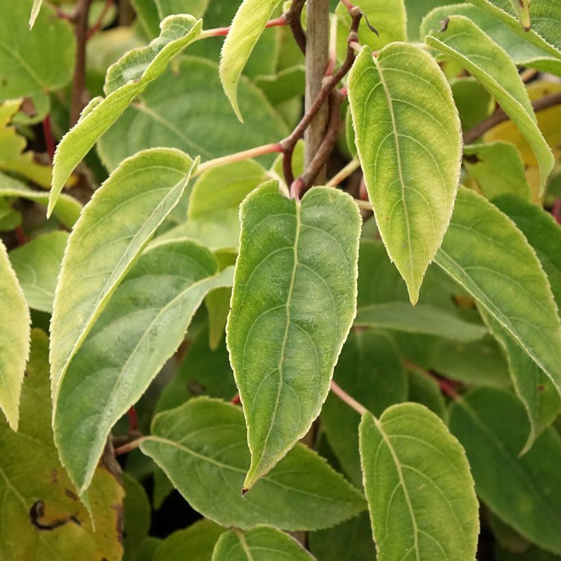 Kiwibes - Actinidia arguta Ken's Red  (vrouwelijk) (Blad)