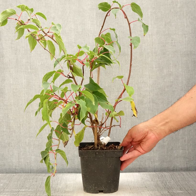 Exemplaar van Kiwibes - Actinidia arguta Ken's Red  (vrouwelijk) Pot van 1,5 l/2 l zoals geleverd in de zomer