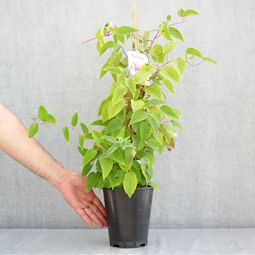 Exemplaar van Kiwibes - Actinidia arguta Mariered (vrouwelijk) Pot van 2 l/3 l zoals geleverd in de zomer