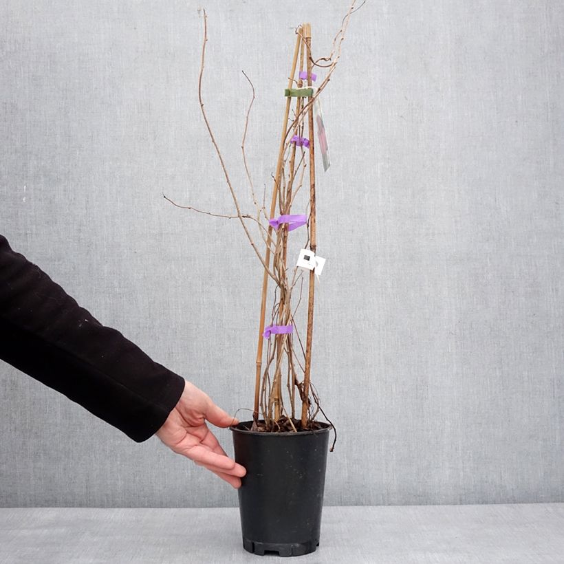 Exemplaar van Kiwibes - Actinidia arguta Mariered (vrouwelijk) Pot van 2 l/3 l zoals geleverd in de winter