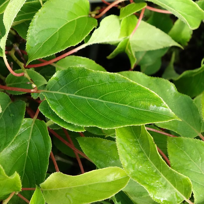 Mini-kiwi - Actinidia arguta Purpurea (Blad)