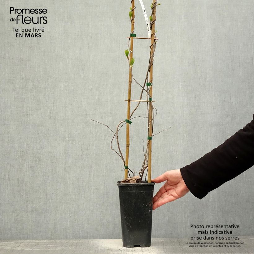 Exemplaar van Mini-kiwi - Actinidia arguta Purpurea Pot van 2 l/3 l zoals geleverd in de lente