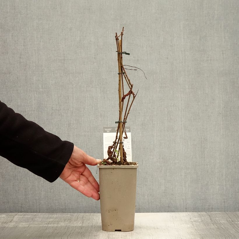 Exemplaar van Kiwi arguta Super Issai (autofertile) - Kiwaï - Actinidia arguta Pot de 1,5L/2L zoals geleverd in de herfst