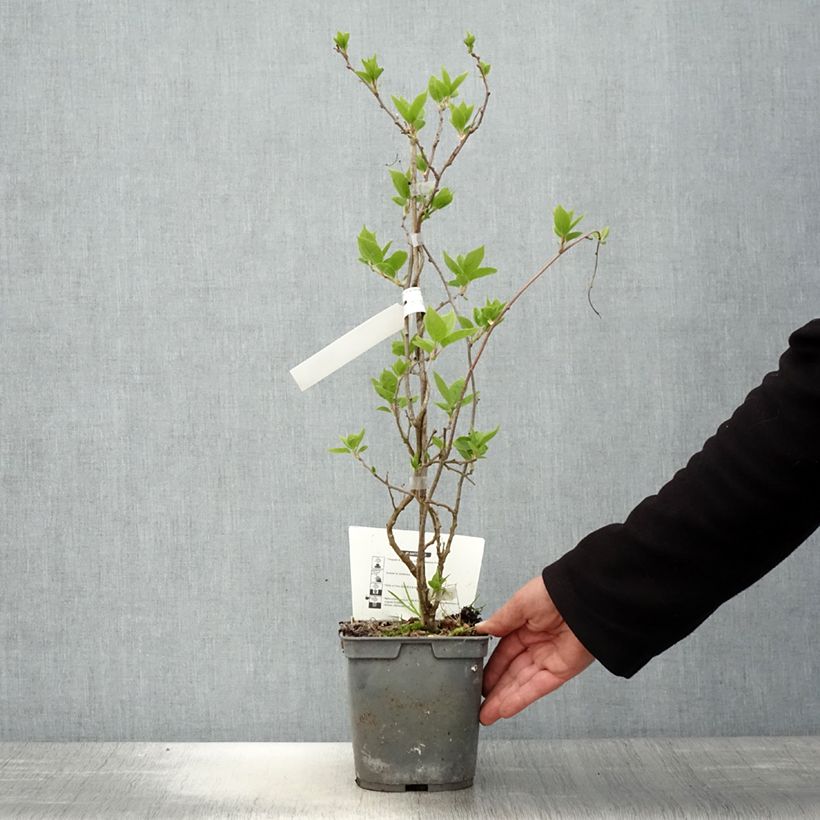 Example of Kiwibes - Actinidia arguta Super Jumbo (vrouwelijk) Pot van 1,5 l/2 l as you get in printemps