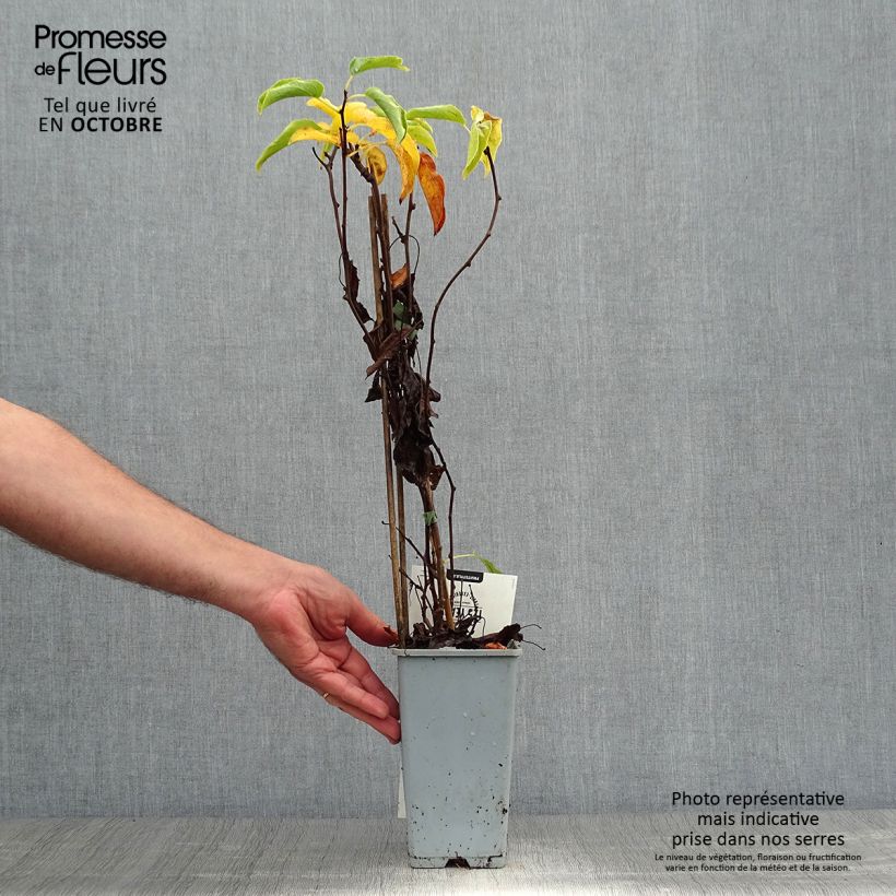 Exemplaar van Mini-kiwi - Actinidia arguta Weiki Pot van 1,5 l/2 l zoals geleverd in de herfst