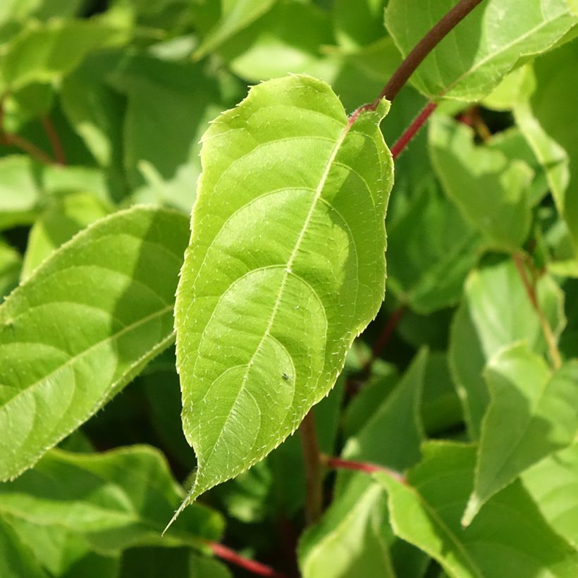 Mini-kiwi - Actinidia arguta Weiki (Blad)