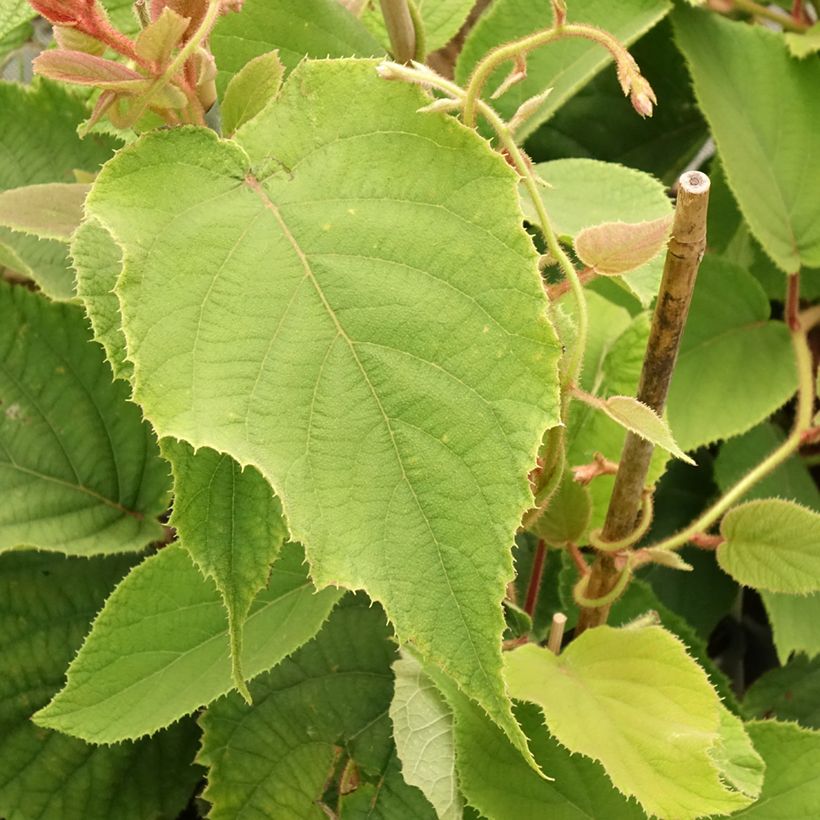 Kiwi - Actinidia deliciosa Boskoop (Blad)