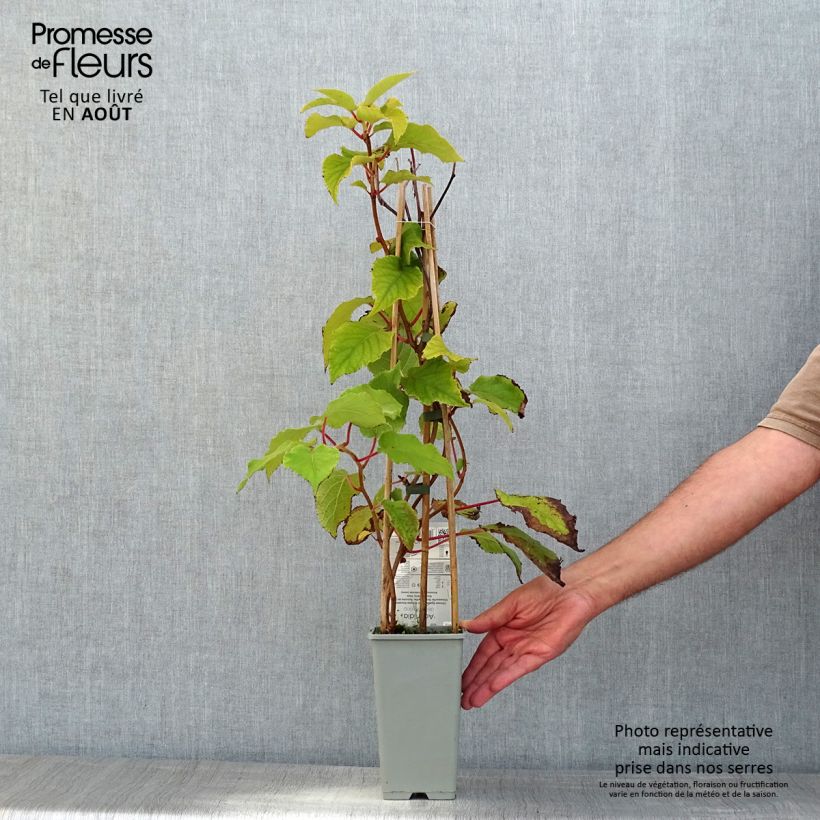 Exemplaar van Kiwi - Actinidia deliciosa Boskoop Pot van 1,5 l/2 l zoals geleverd in de zomer