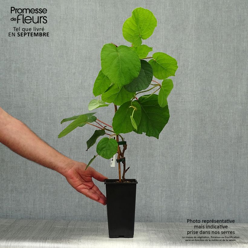 Exemplaar van Kiwi - Actinidia chinensis Herma Pot van 1,5 l/2 l zoals geleverd in de herfst
