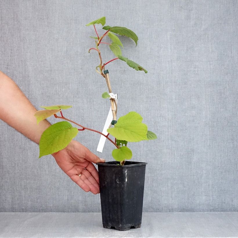 Exemplaar van Kiwi - Actinidia chinensis Herma Pot van 1,5 l/2 l zoals geleverd in de zomer