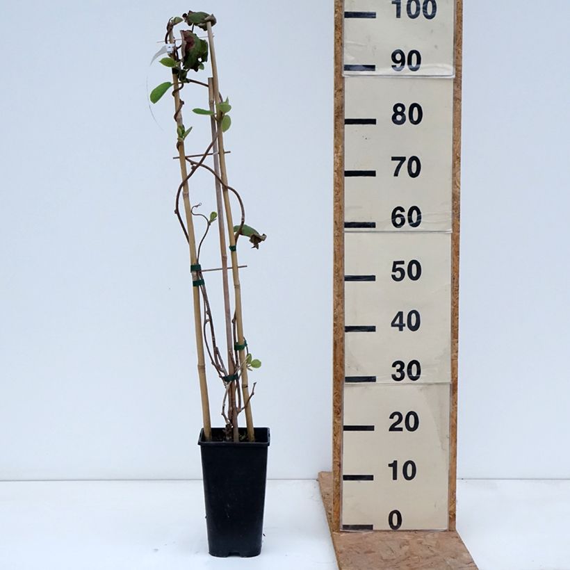 Exemplaar van Kiwi - Actinidia chinensis Herma Pot van 3 l/4 l zoals geleverd in de herfst