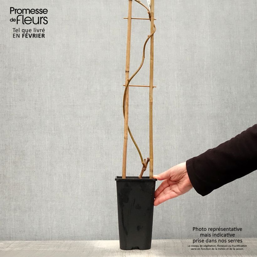 Exemplaar van Kiwi autofertile Herma - Actinidia chinensis Pot de 3L/4L zoals geleverd in de winter