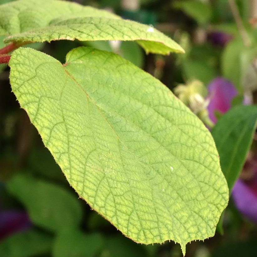 Kiwi - Actinidia chinensis Solo (Blad)