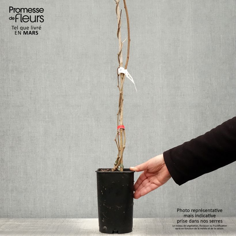 Exemplaar van Kiwi - Actinidia deliciosa Montcap Pot van 2 l/3 l zoals geleverd in de lente