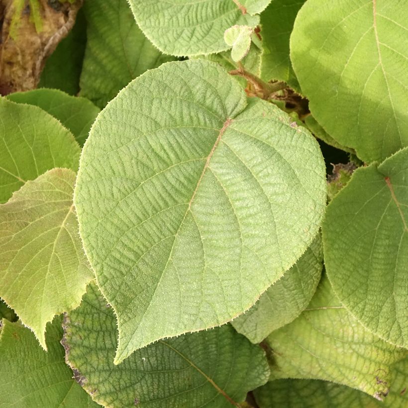 Kiwi - Actinidia deliciosa Petit Homme (vrouwelijk) (Blad)