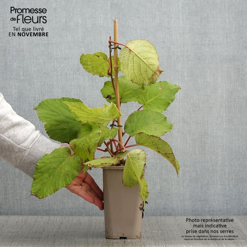 Exemplaar van Kiwi Petite Homme (femelle) - Actinidia deliciosa Pot de 2L/3L zoals geleverd in de herfst