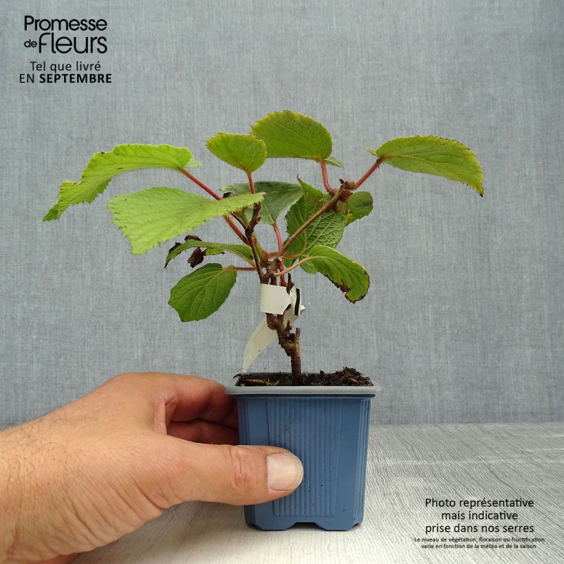 Exemplaar van Kiwi - Actinidia chinensis Bruno Kweekpotje van 8/9 cm zoals geleverd in de herfst