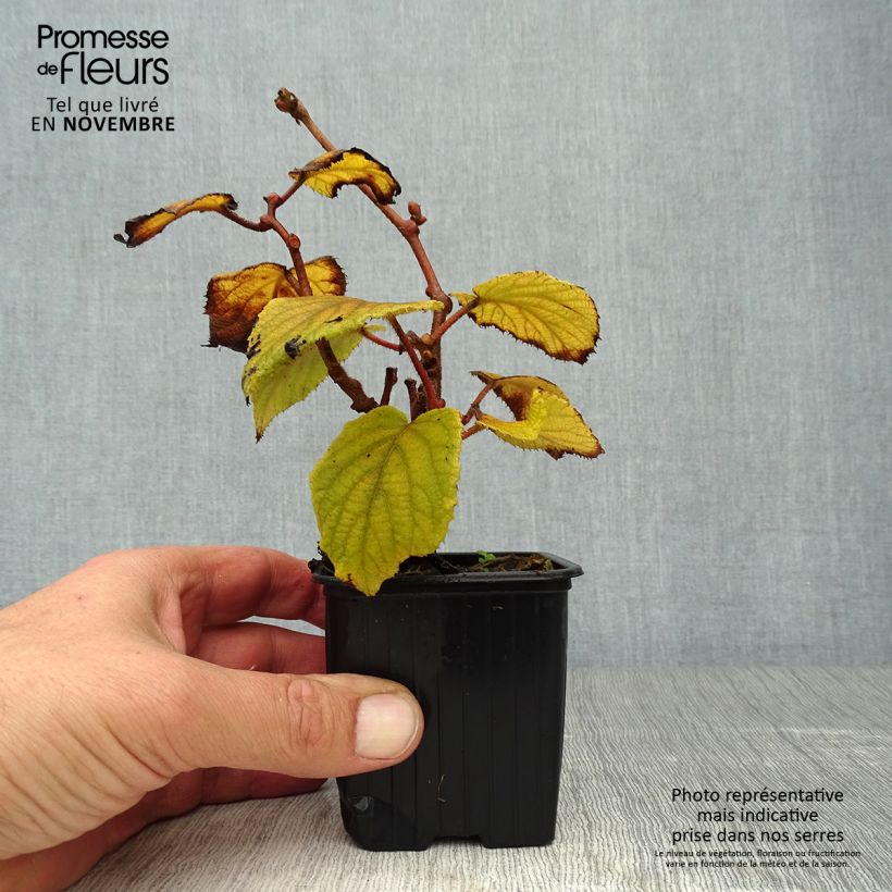 Exemplaar van Kiwi - Actinidia deliciosa Monty (vrouwelijk) Kweekpotje van 8/9 cm zoals geleverd in de herfst