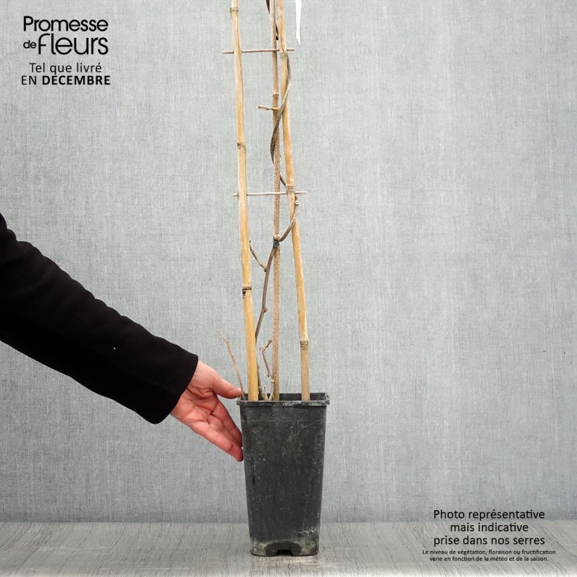 Exemplaar van Kiwi - Actinidia deliciosa Monty (vrouwelijk) Pot van 2 l/3 l zoals geleverd in de herfst