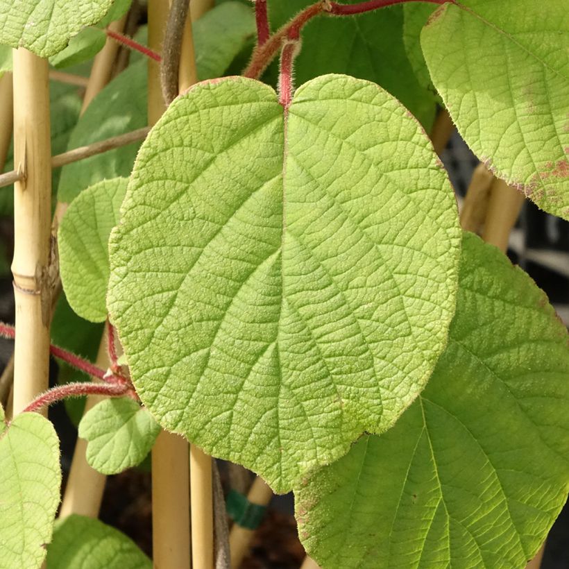 Kiwi - Actinidia deliciosa Monty (vrouwelijk) (Blad)
