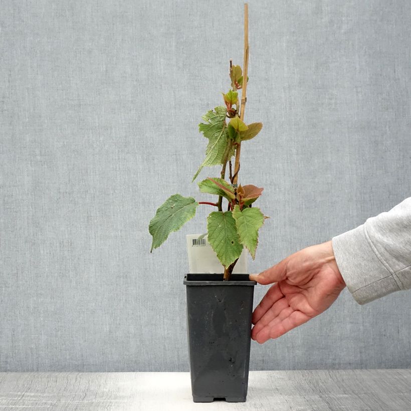 Exemplaar van Kiwi - Actinidia chinensis Golden Delight (mannelijk) Pot van 1,5 l/2 l zoals geleverd in de zomer