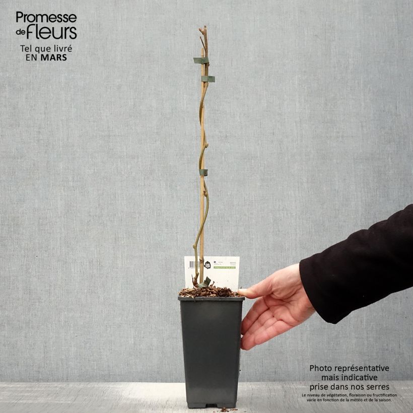 Example of Kiwi - Actinidia chinensis Golden Delight (mannelijk) Pot van 1,5 l/2 l as you get in printemps