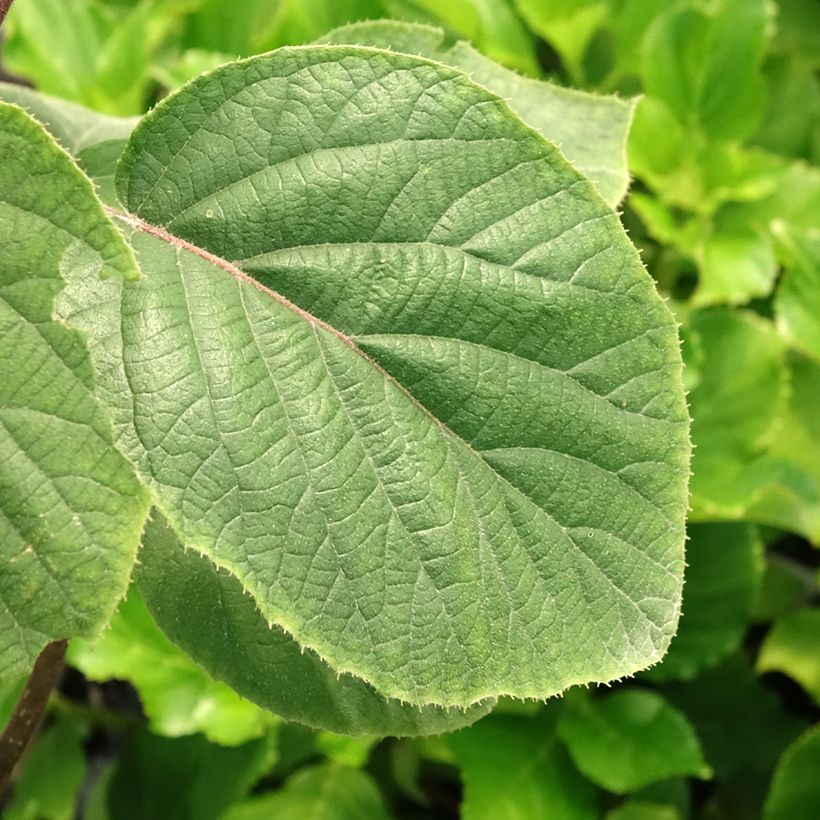 Kiwi - Actinidia deliciosa Kiwi Gold (vrouwelijk) (Blad)