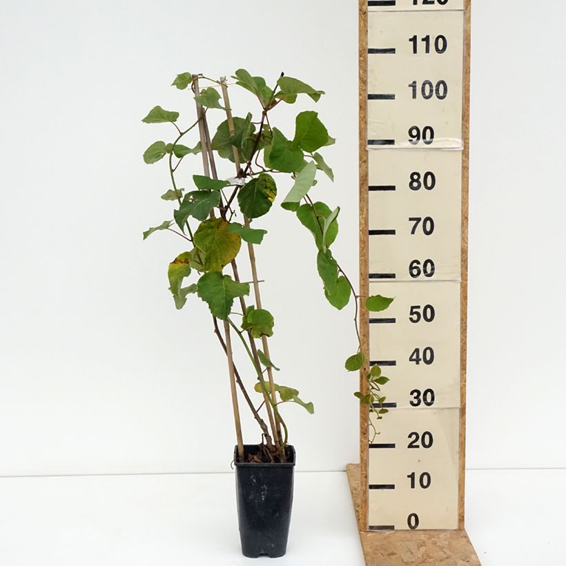 Exemplaar van Kiwi - Actinidia deliciosa Kiwi Gold (vrouwelijk) Pot van 1,5 l/2 l zoals geleverd in de zomer