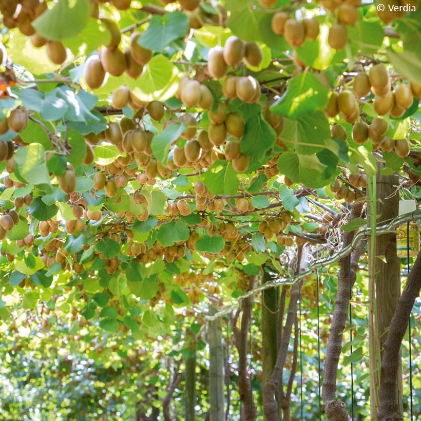 Gele kiwi - Actinidia deliciosa KiwHappy - mannelijke en vrouwelijke plant in één pot (Groeiplaats)