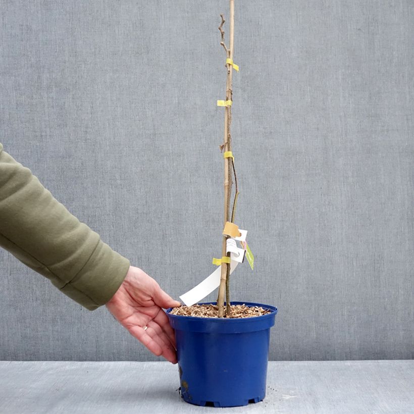 Exemplaar van Gele kiwi - Actinidia deliciosa KiwHappy Pot van 2 l/3 l zoals geleverd in de winter