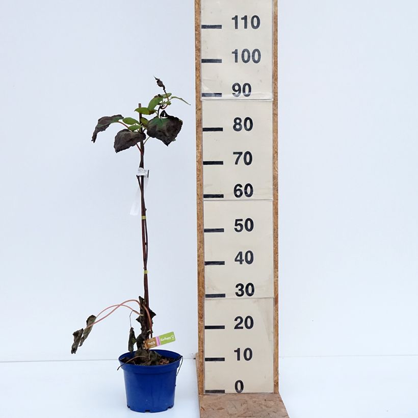 Exemplaar van Gele kiwi - Actinidia deliciosa KiwHappy Pot van 2 l/3 l zoals geleverd in de herfst