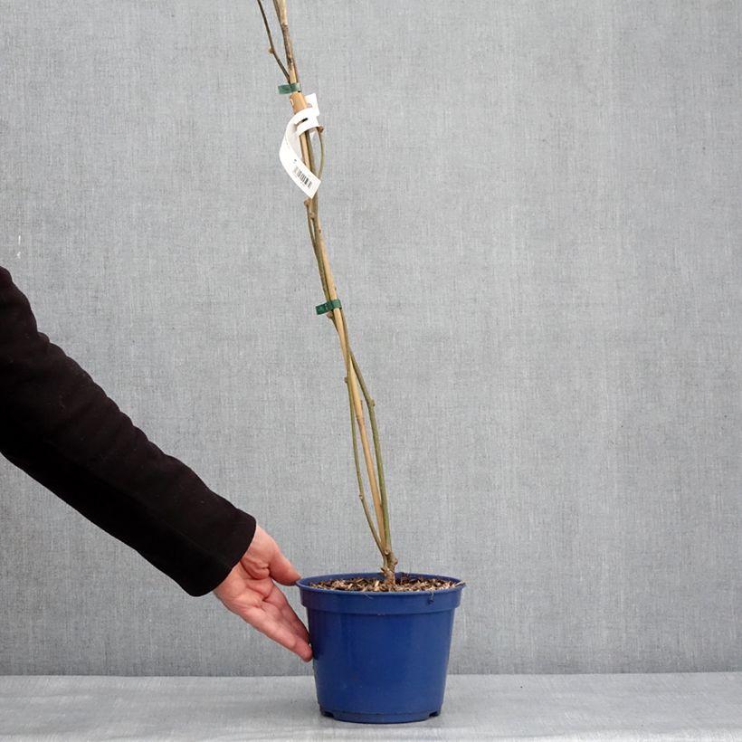 Exemplaar van Kiwi jaune kiw'Happy mâle - Actinidia deliciosa Pot de 2L/3L zoals geleverd in de winter