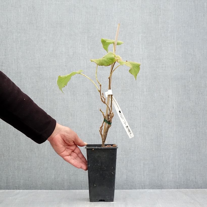 Exemplaar van Gele kiwi - Actinidia chinensis Minkigold Pot van 1,5 l/2 l zoals geleverd in de herfst