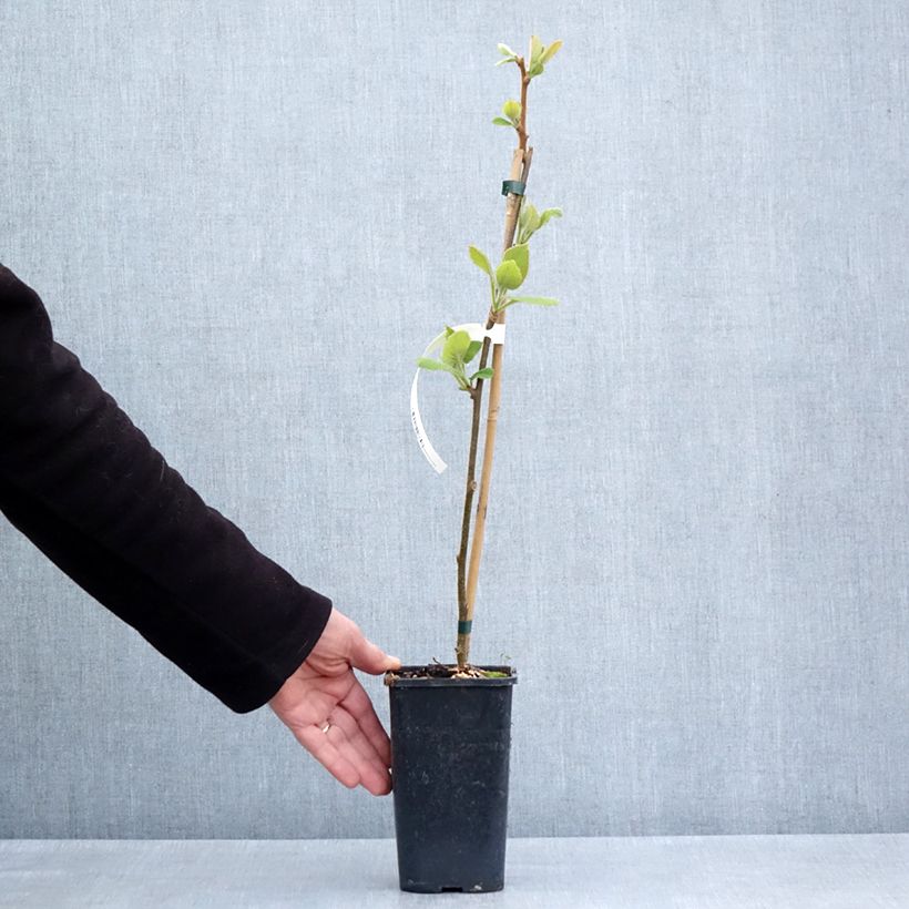 Exemplaar van Gele kiwi - Actinidia chinensis Minkigold Pot van 1,5 l/2 l zoals geleverd in de lente