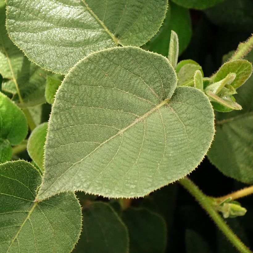 Gele kiwi - Actinidia chinensis Minkigold (Blad)
