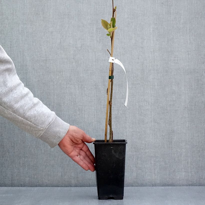 Exemplaar van Gele kiwi - Actinidia chinensis Minkimale Pot van 1,5 l/2 l zoals geleverd in de lente