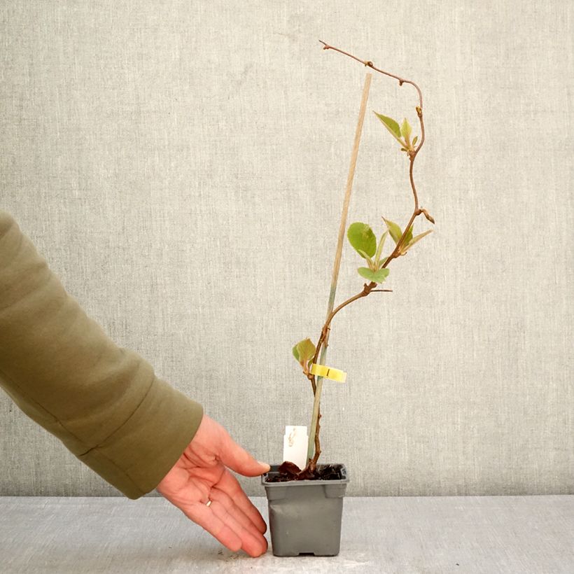 Exemplaar van Kiwi - Actinidia deliciosa Jenny Kweekpotje van 8/9 cm zoals geleverd in de lente