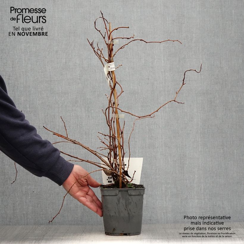 Exemplaar van Kiwibes - Actinidia arguta Red Jumbo (vrouwelijk) Pot van 1,5 l/2 l zoals geleverd in de herfst