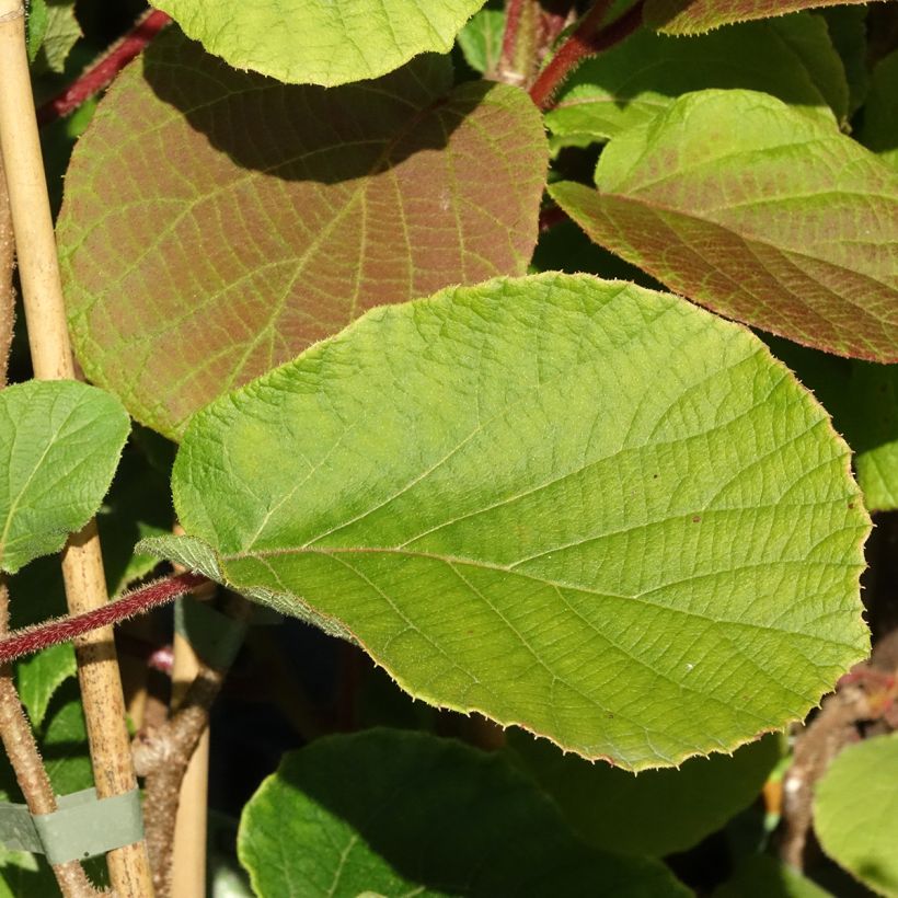 Kiwi - Actinidia deliciosa Koryoku (vrouwelijk) (Blad)