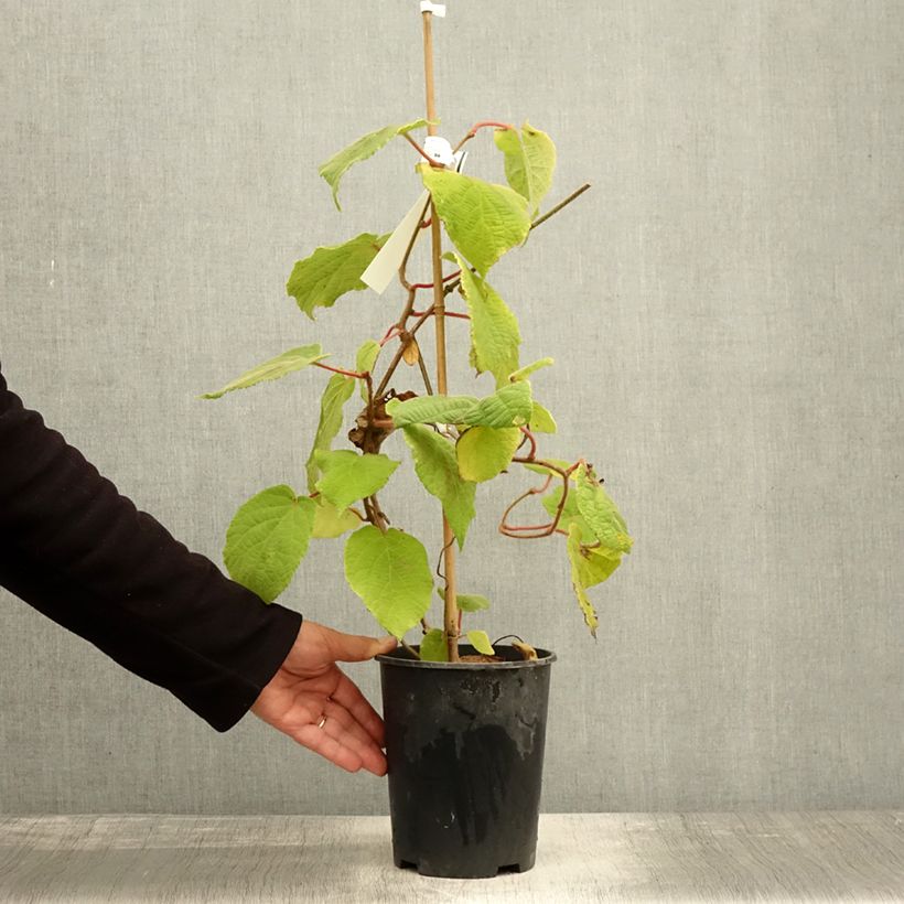 Exemplaar van Kiwi - Actinidia deliciosa Belen (mannelijk) Pot van 2 l/3 l zoals geleverd in de herfst