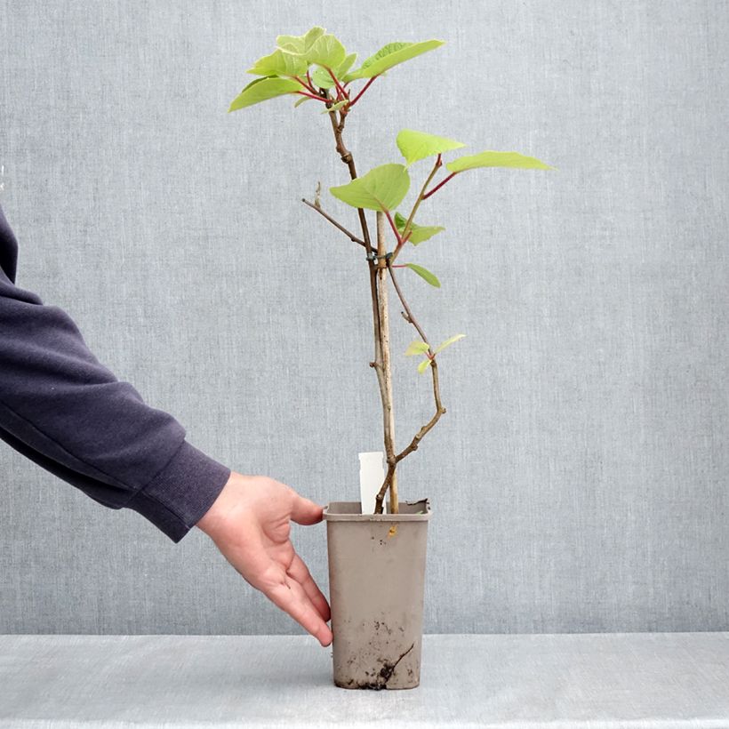 Example of Kiwi - Actinidia deliciosa Petit Homme (vrouwelijk) Pot van 2 l/3 l as you get in printemps